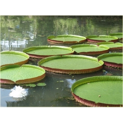 Nasiona Wiktoria królewska lilia szt.2 Nxx552