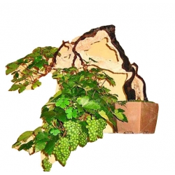 Nasiona Winogron mini szt.5 N231