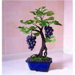 Nasiona Winogron mini szt.5 Nxx231