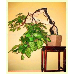 Nasiona Winogron mini szt.5 Nxx231