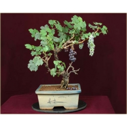 Nasiona Winogron mini szt.5 Nxx231