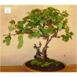 Nasiona Winogron mini szt.5 Nxx231