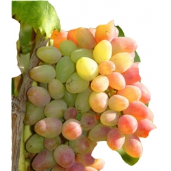 Nasiona Winogron z rumieńcem szt.5 N147