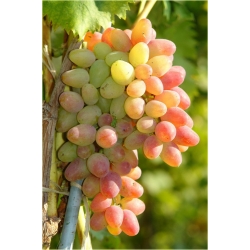 Nasiona Winogron z rumieńcem szt.5 Nxx147