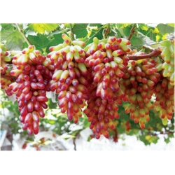 Nasiona Winogron z rumieńcem szt.5 Nxx147