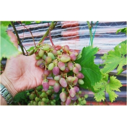 Nasiona Winogron z rumieńcem szt.5 Nxx147
