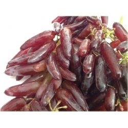 Nasiona Winogrono Palec szt.3 N48