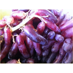 Nasiona Winogrono Palec szt.3 Nxx48