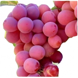 Nasiona Winogrona gigantyczne szt.5 N21