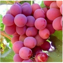 Nasiona Winogron Gigant szt.5 Nxx21