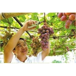 Nasiona Winogron Gigant szt.5 Nxx21