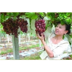 Nasiona Winogron Gigant szt.5 Nxx21