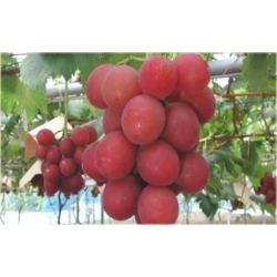 Nasiona Winogron Gigant szt.5 Nxx21