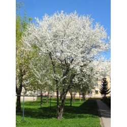 Nasiona Wiśnia duże owoce szt.5 NSxx13