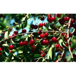 Nasiona Wiśnia duże owoce szt.5 Nxx693