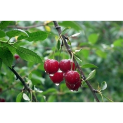 Nasiona Wiśnia duże owoce szt.5 Nxx693