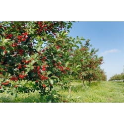 Nasiona Wiśnia duże owoce szt.5 Nxx693