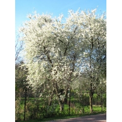 Nasiona Wiśnia duże owoce szt.5 Nxx693