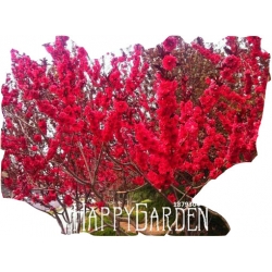 Nasiona Wiśnia jap czerwona szt.3 N92