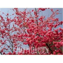 Nasiona Wiśnia jap czerwona szt.3 Nxx92