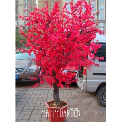 Nasiona Wiśnia jap czerwona szt.3 Nxx92