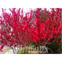 Nasiona Wiśnia jap czerwona szt.3 Nxx92