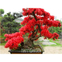 Nasiona Wiśnia jap czerwona szt.3 Nxx92