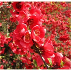 Nasiona Wiśnia jap czerwona szt.3 Nxx92