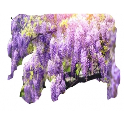 Nasiona Wisteria glicynia szt.3 N97