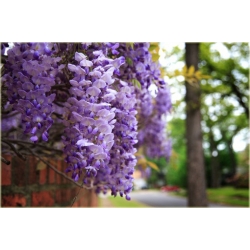 Nasiona Wisteria glicynia szt.3 Nxx97