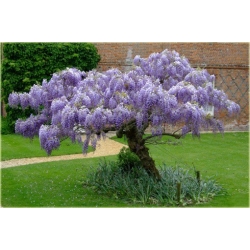 Nasiona Wisteria glicynia szt.3 Nxx97