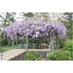 Nasiona Wisteria glicynia szt.3 Nxx97