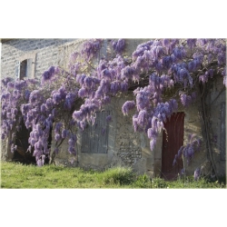 Nasiona Wisteria glicynia szt.3 Nxx97