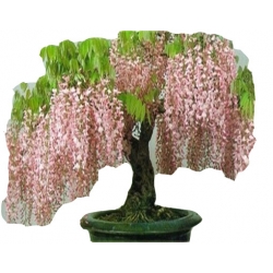 Nasiona Wisteria glicynia mini szt.3 N81