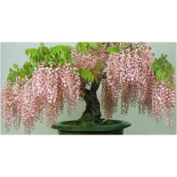 Nasiona Wisteria glicynia mini szt.3 Nxx81