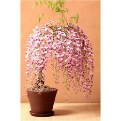 Nasiona Wisteria glicynia mini szt.3 Nxx81
