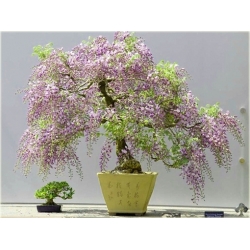 Nasiona Wisteria glicynia mini szt.3 Nxx81