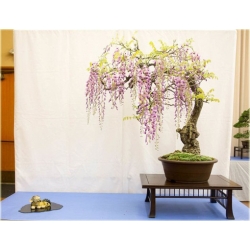 Nasiona Wisteria glicynia mini szt.3 Nxx81