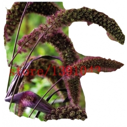 Nasiona Włośnica Red Jewel szt.5 N152