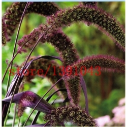 Nasiona Włośnica Red Jewel szt.5 Nxx152