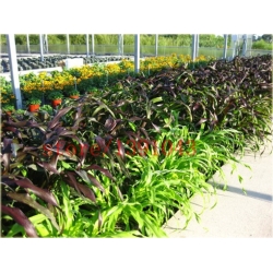 Nasiona Włośnica Red Jewel szt.5 Nxx152