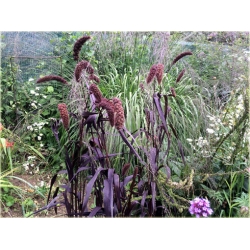 Nasiona Włośnica Red Jewel szt.5 Nxx152