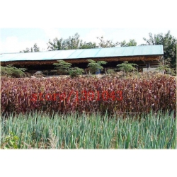 Nasiona Włośnica Red Jewel szt.5 Nxx152