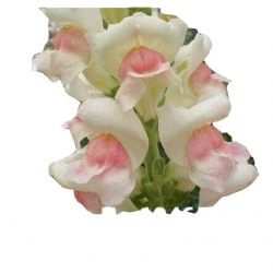 Nasiona Wyżlin większy szt.5 N377