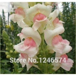 Nasiona Wyżlin większy szt.5 Nxx377