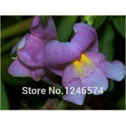 Nasiona Wyżlin większy szt.5 Nxx377