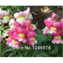 Nasiona Wyżlin większy szt.5 Nxx377