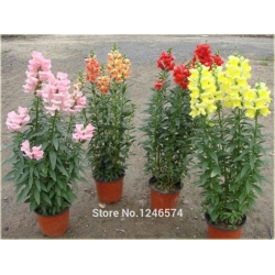 Nasiona Wyżlin większy szt.5 Nxx377