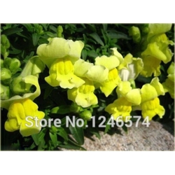 Nasiona Wyżlin większy szt.5 Nxx377