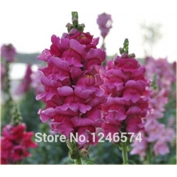 Nasiona Wyżlin większy szt.5 Nxx377